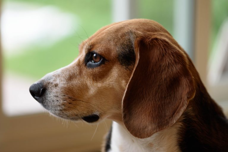 adorable-animal-beagle-149428