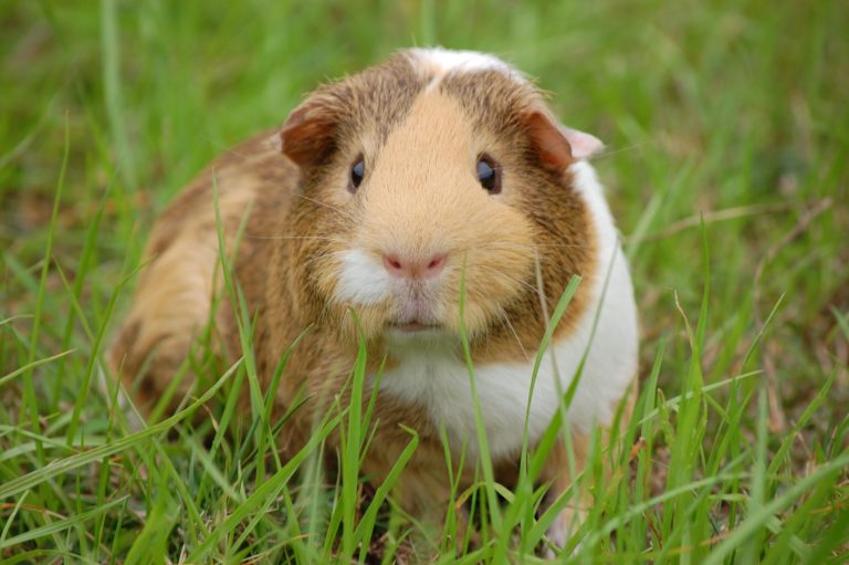 animal-closeup-guinea-pig-60693